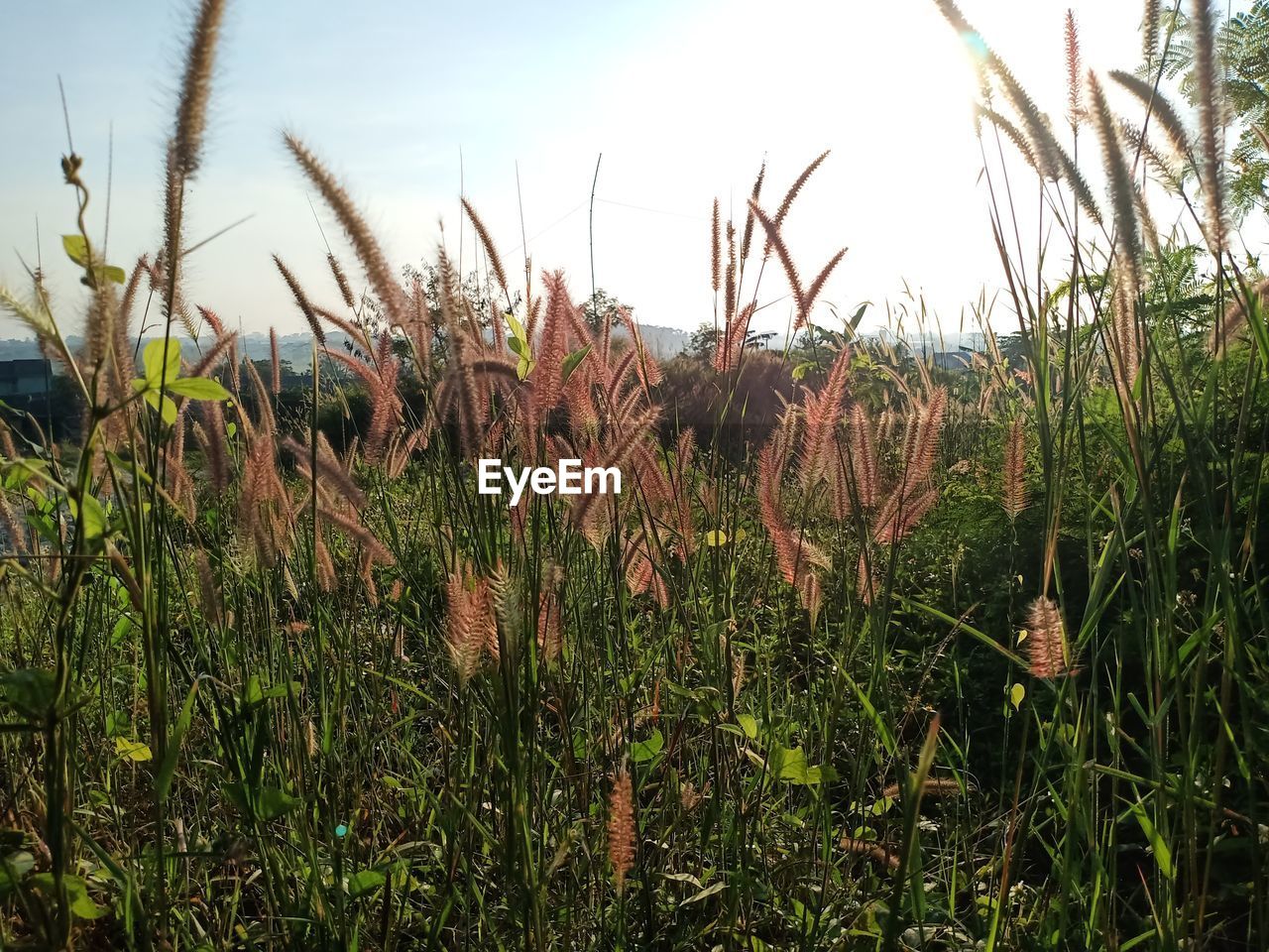 CLOSE-UP OF CROPS ON FIELD