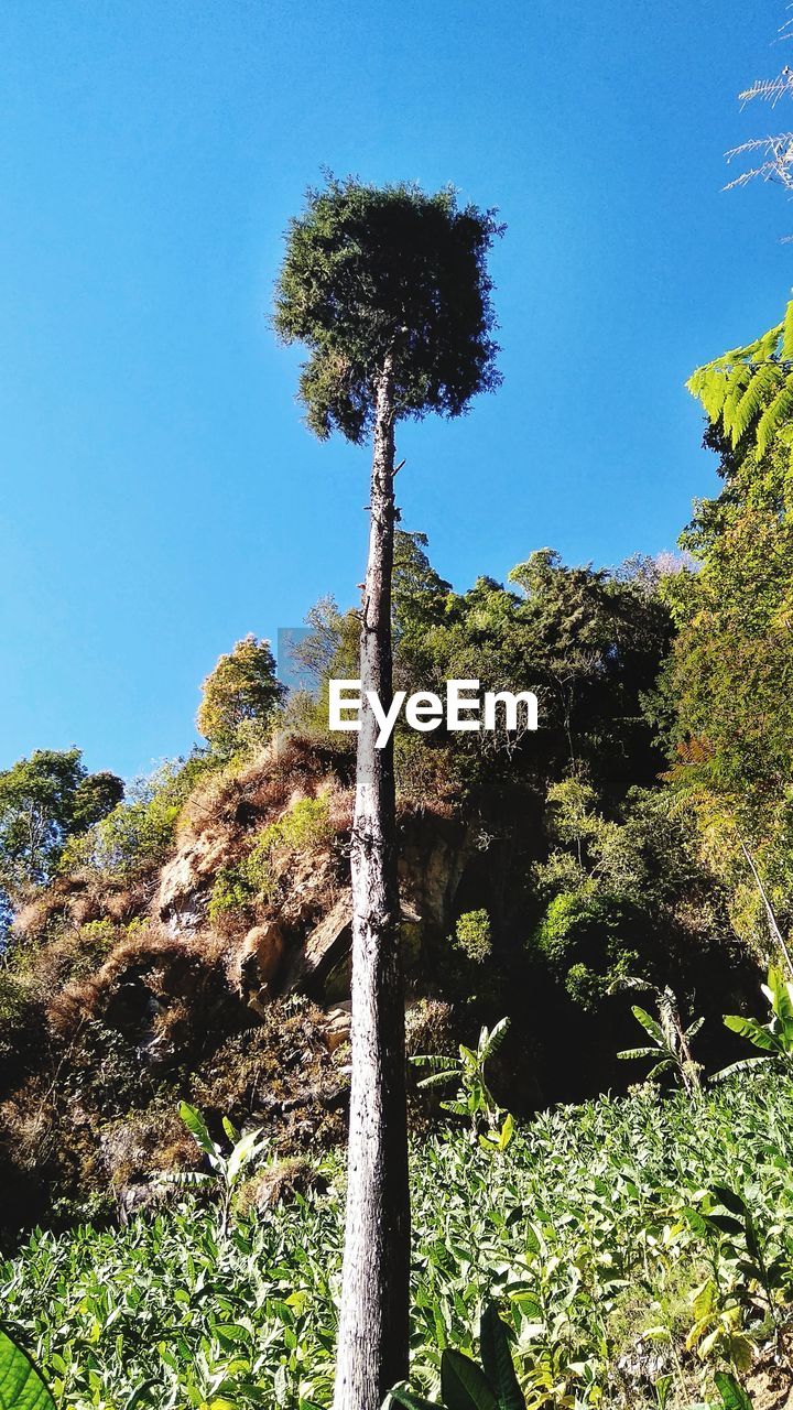 LOW ANGLE VIEW OF TREES IN FOREST AGAINST SKY