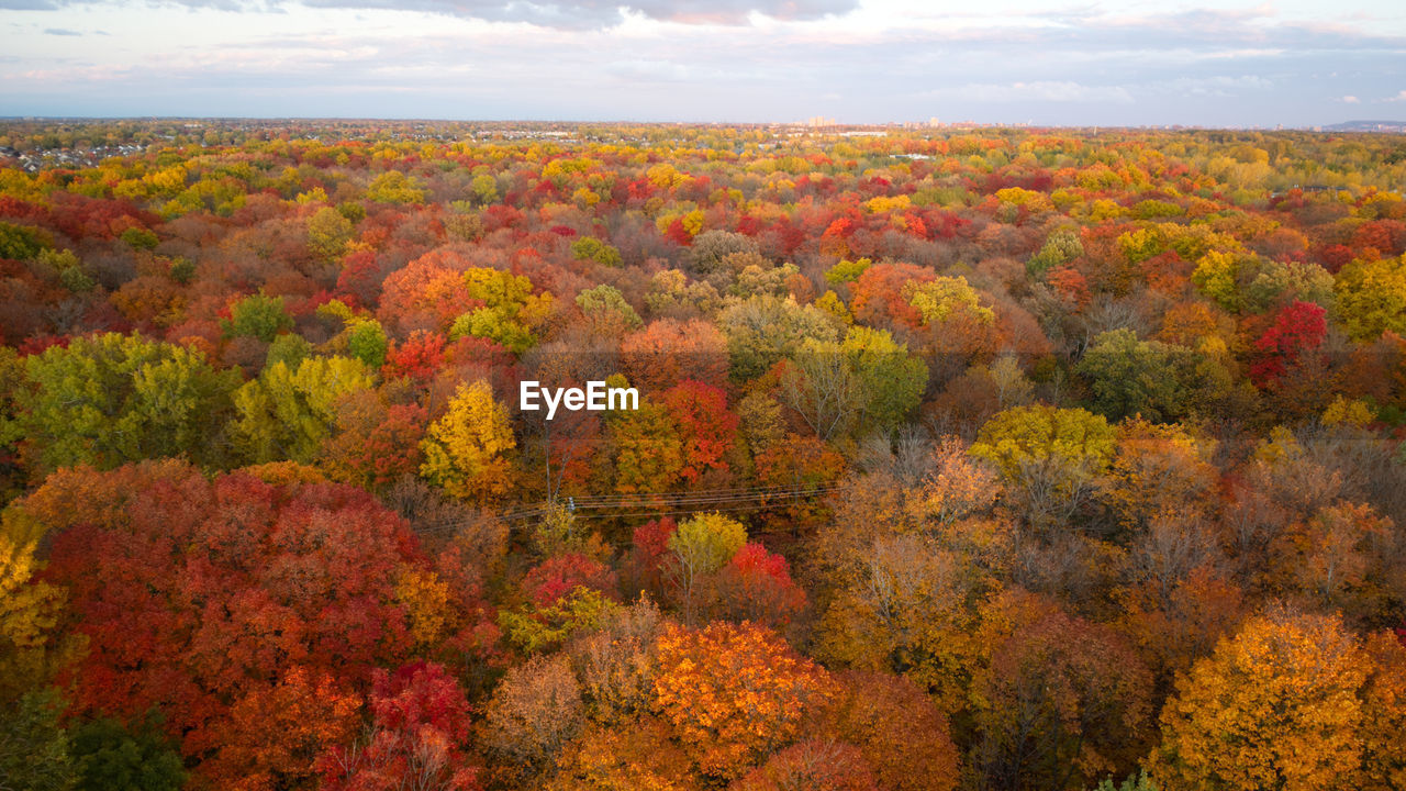 Scenic view of autumn trees and plants against sky