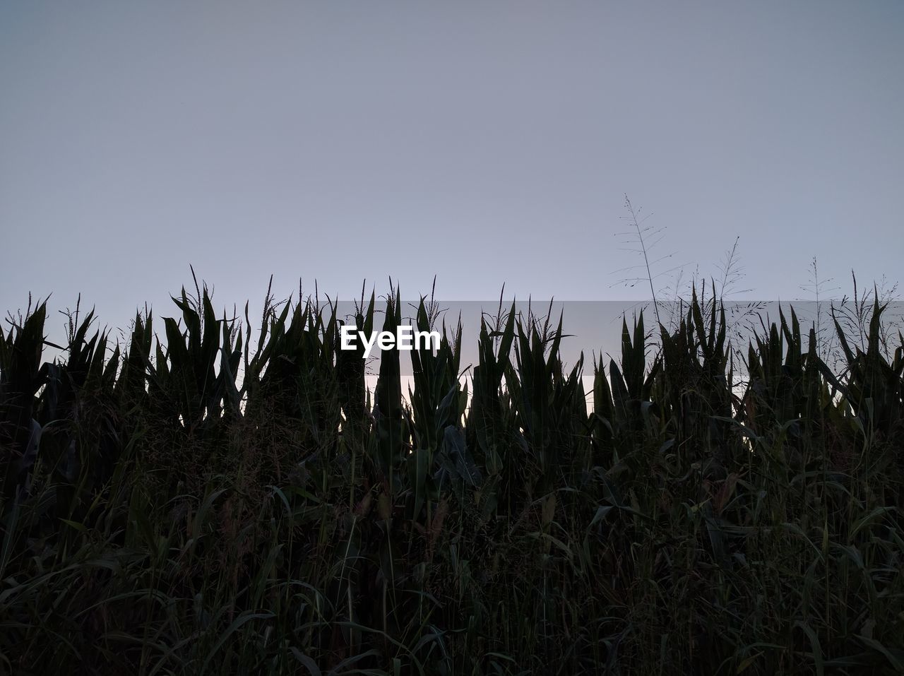 SCENIC VIEW OF PLANTS AGAINST CLEAR SKY