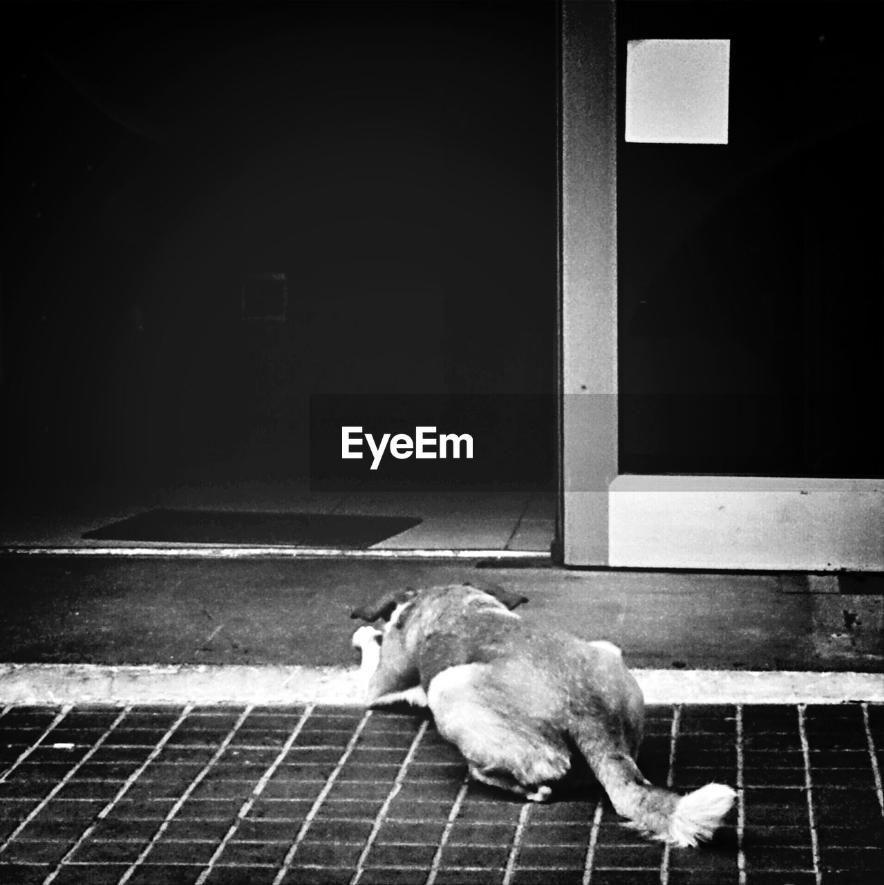 Dog lying on sidewalk
