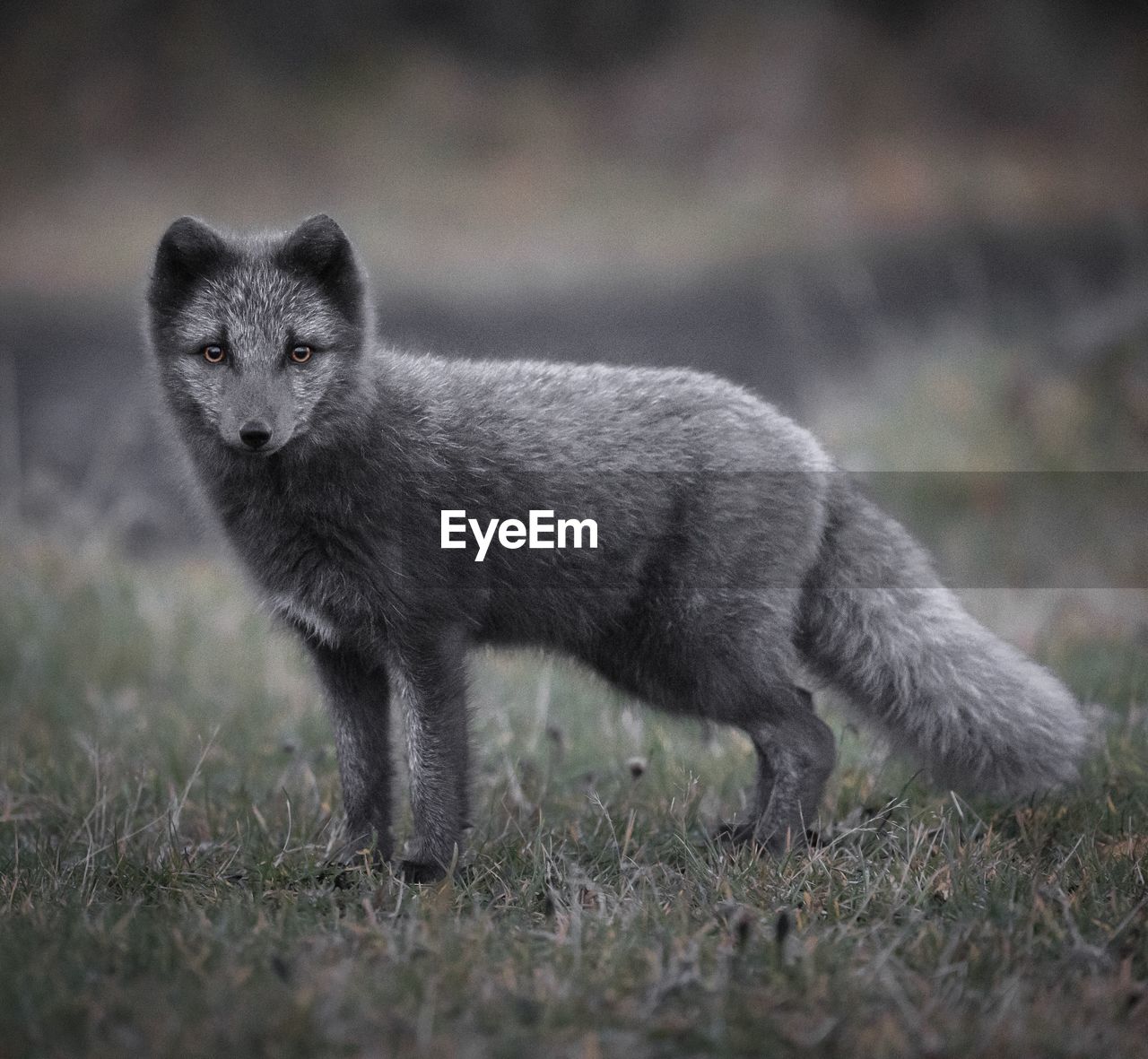 Portrait of fox standing on field