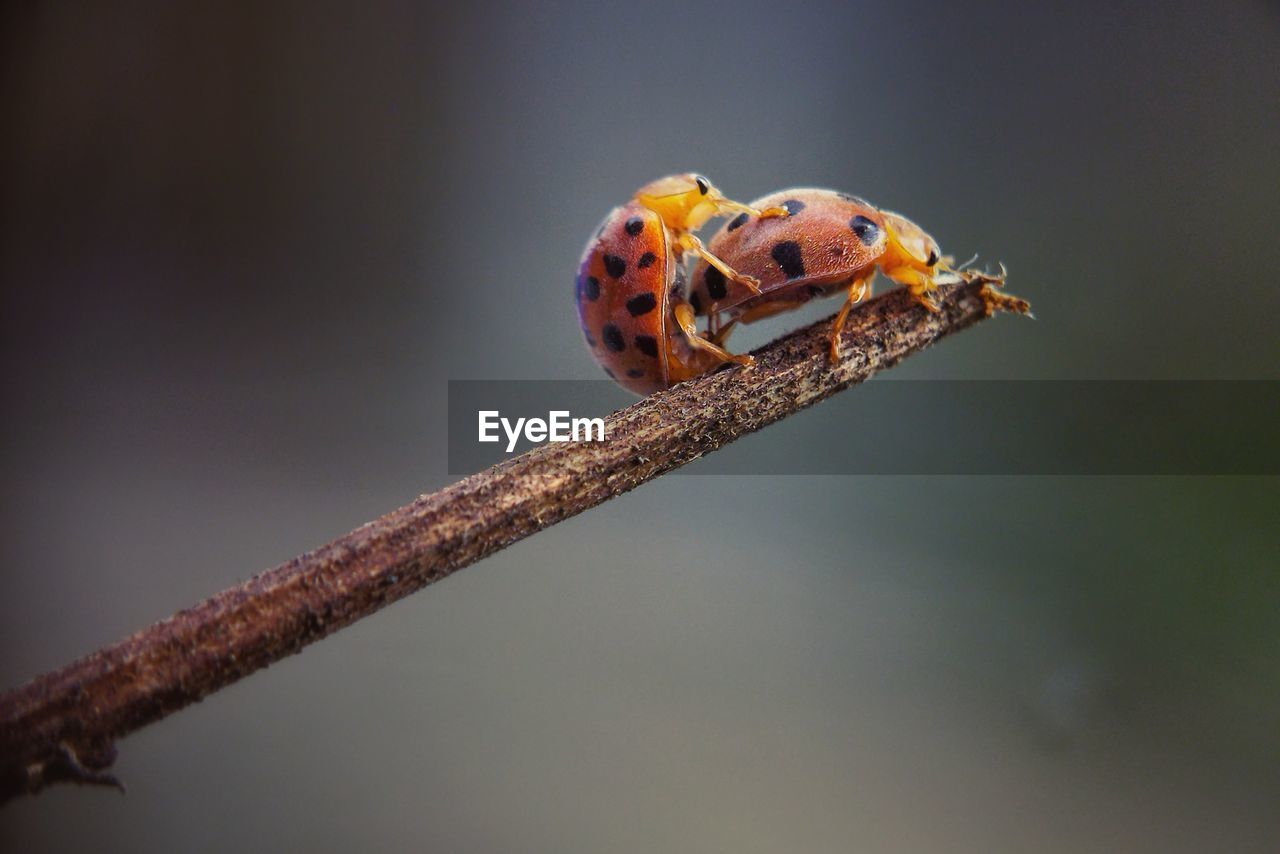 animal themes, animal, animal wildlife, ladybug, macro photography, insect, one animal, wildlife, close-up, beetle, no people, nature, focus on foreground, yellow, spotted, branch, outdoors, plant, macro, perching