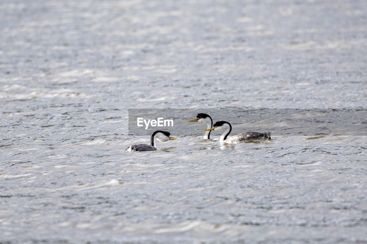 Close-up of birds swimming in lake