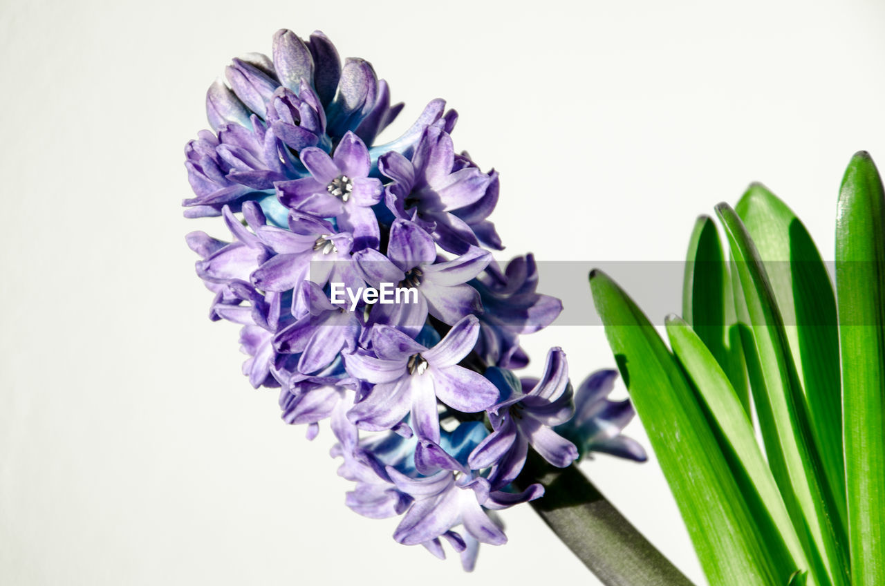 CLOSE-UP OF PURPLE FLOWERS