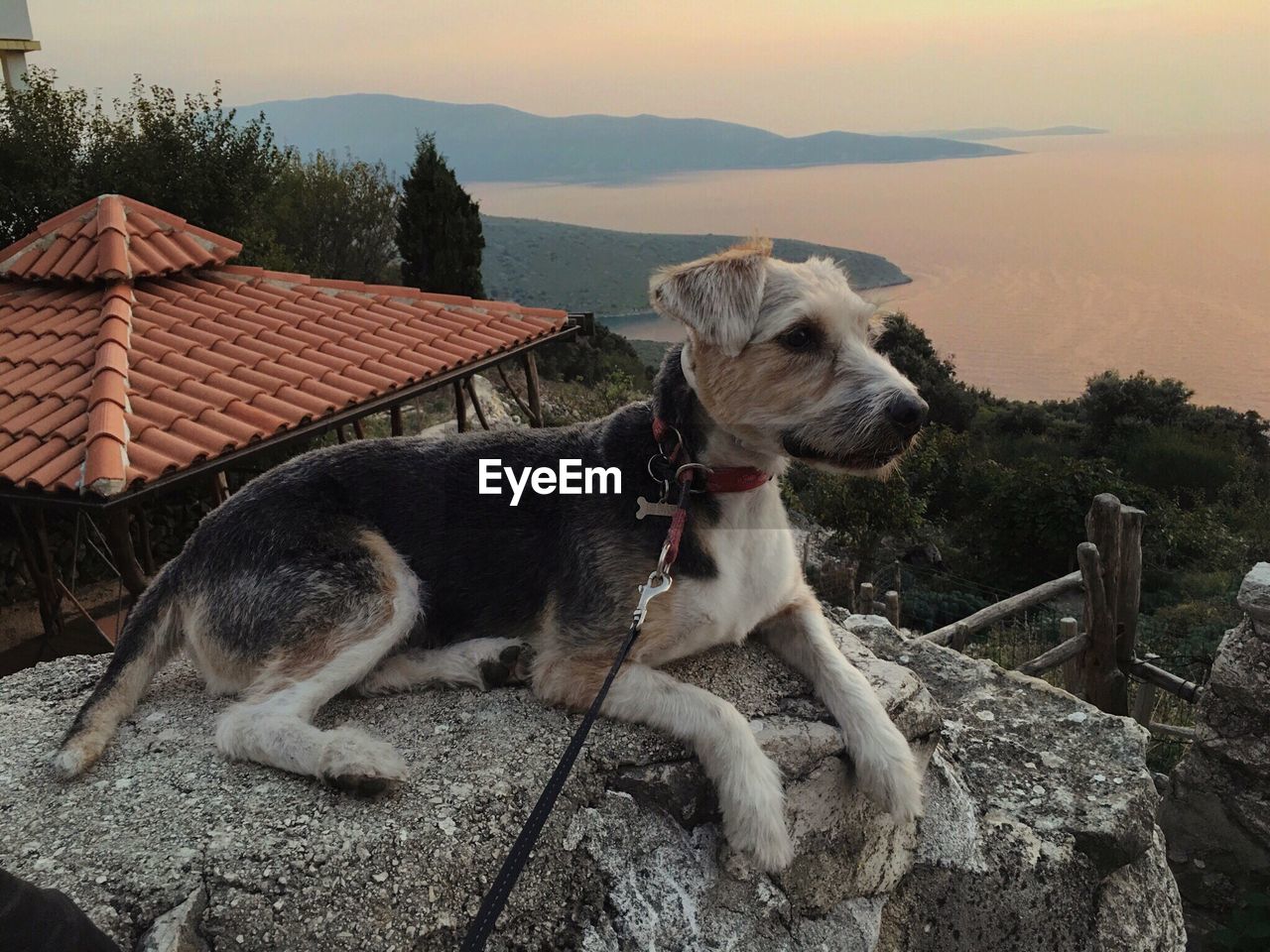 Dog resting on rock against sky during sunset