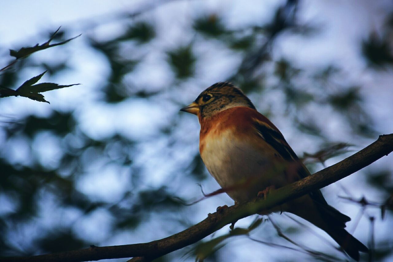 CLOSE-UP OF BIRD PERCHING ON TREE