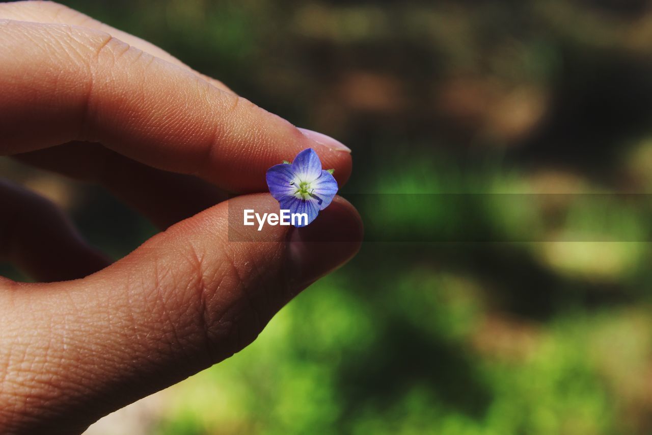 Cropped hand holding small purple flower