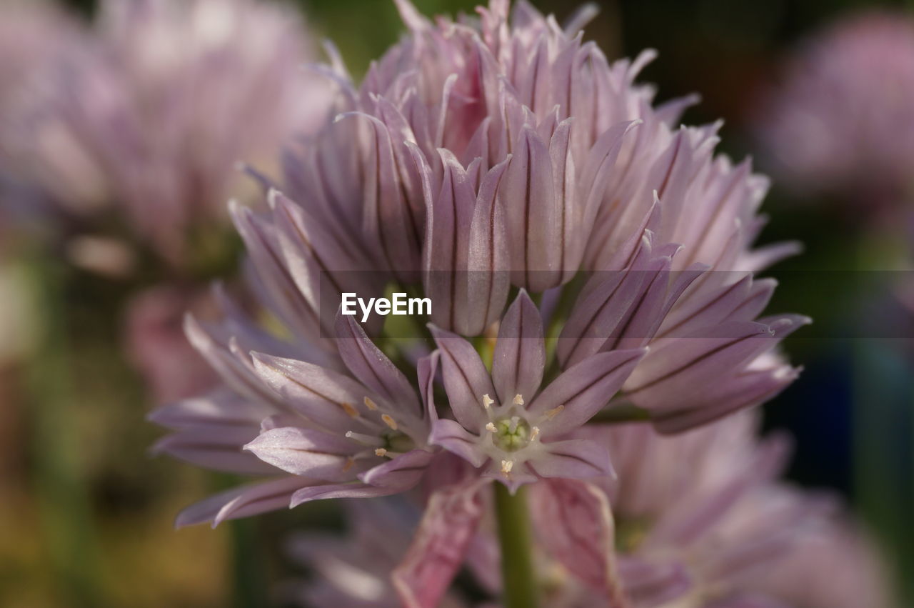 CLOSE-UP OF FRESH PINK FLOWER BLOOMING IN PLANT