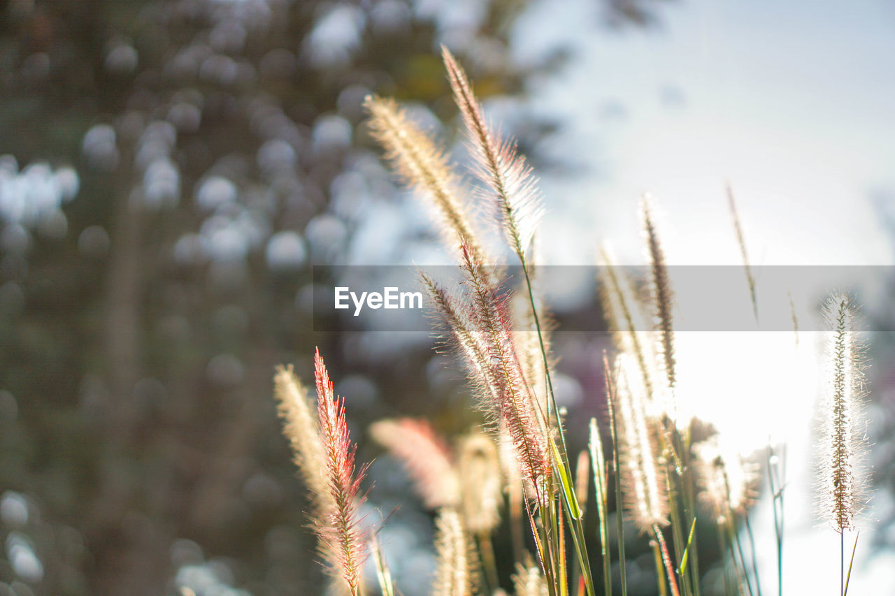 CLOSE-UP OF PLANT GROWING ON FIELD AGAINST SKY