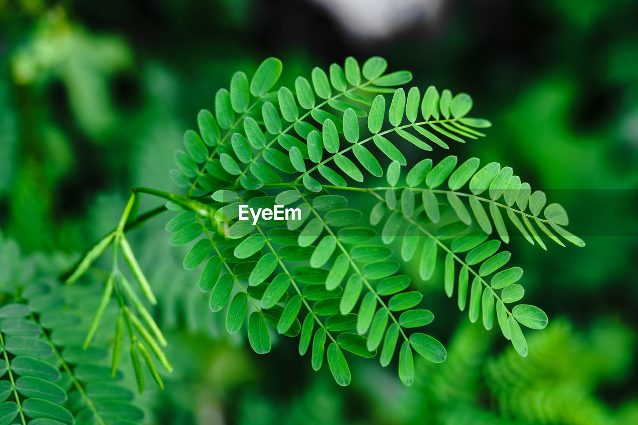 Close-up of green acacia leaves and a soft focus background