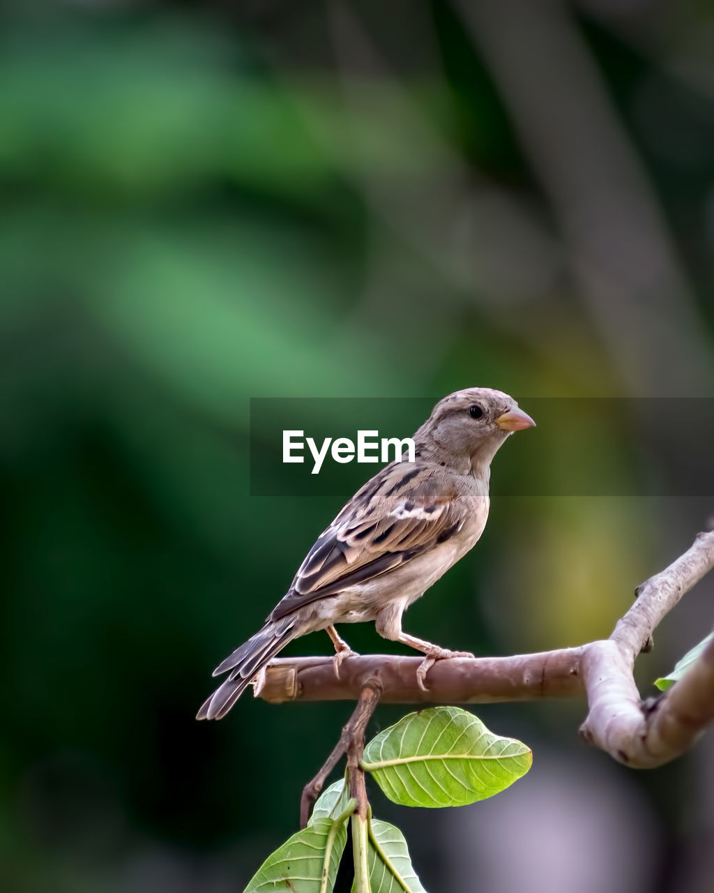 Shallow depth of field, isolated image of a female sparrow on tree branch with green background.