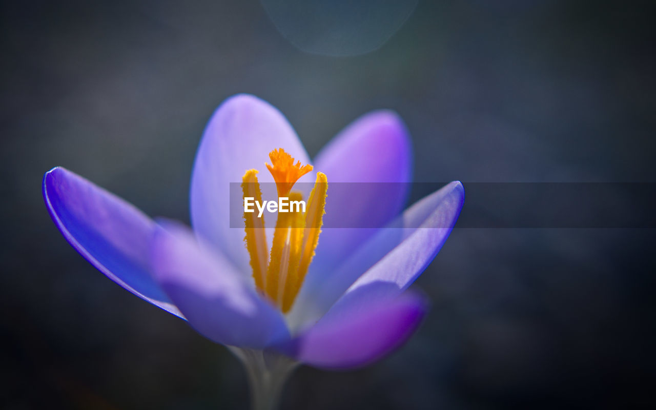 Close-up of purple crocus flower