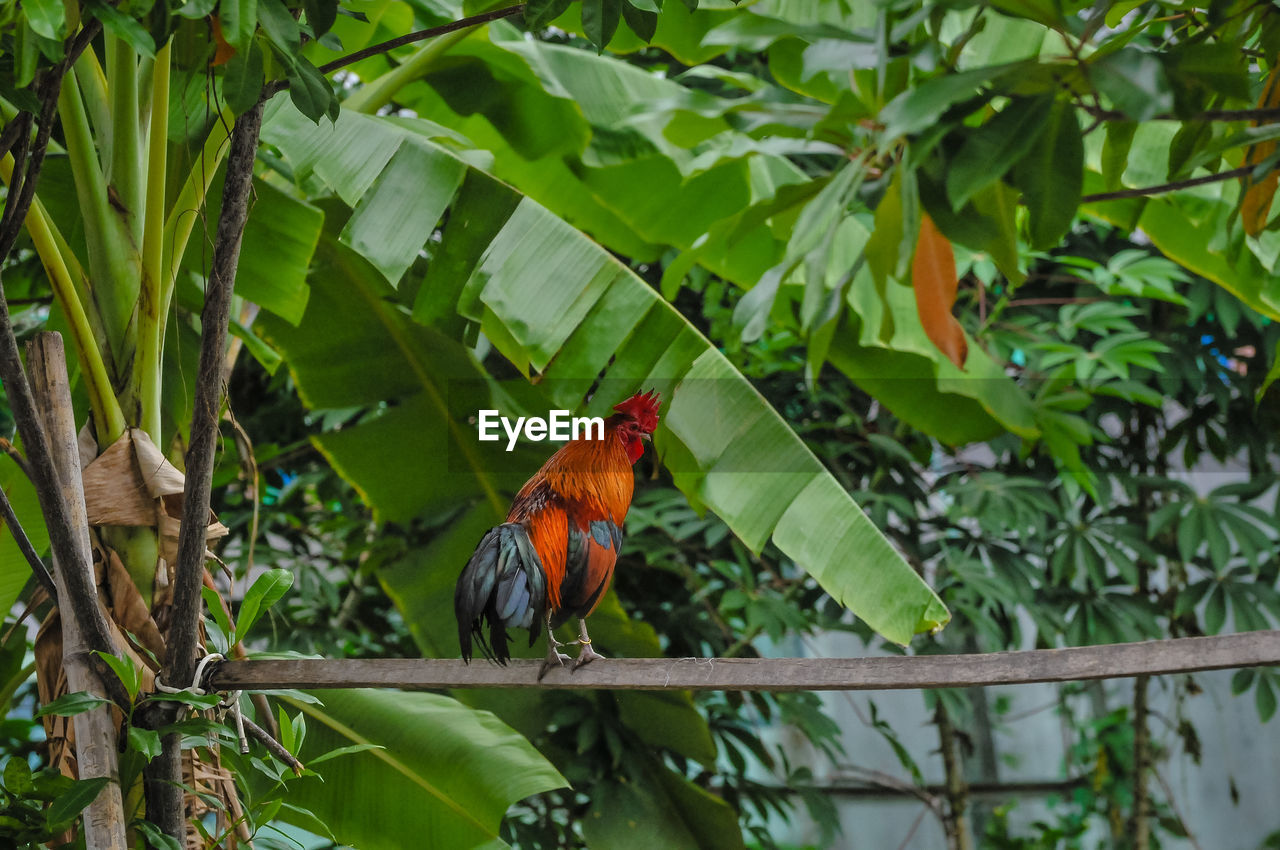 BUTTERFLY PERCHING ON PLANT