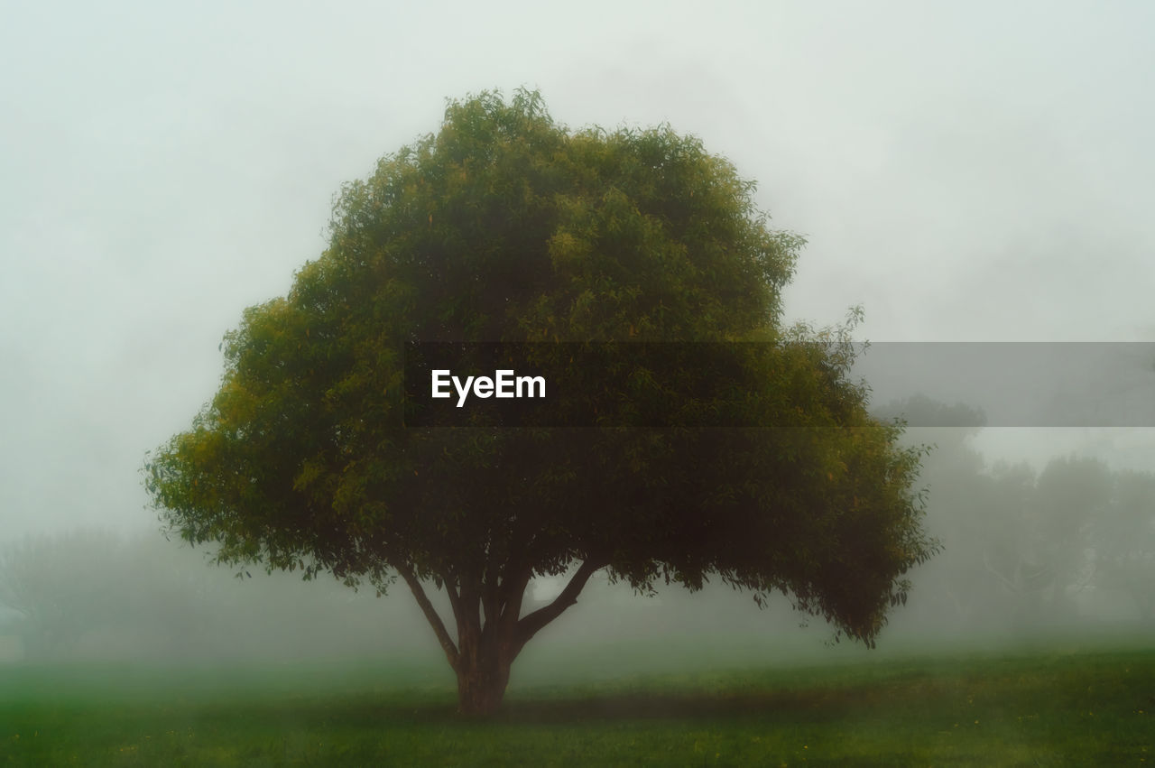 TREE AGAINST SKY