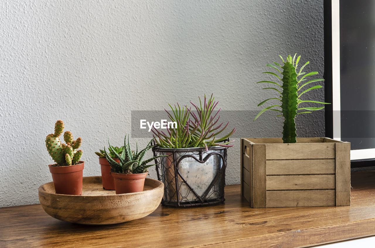 Succulents and cactus on a wooden table in a living room. natural home decoration.