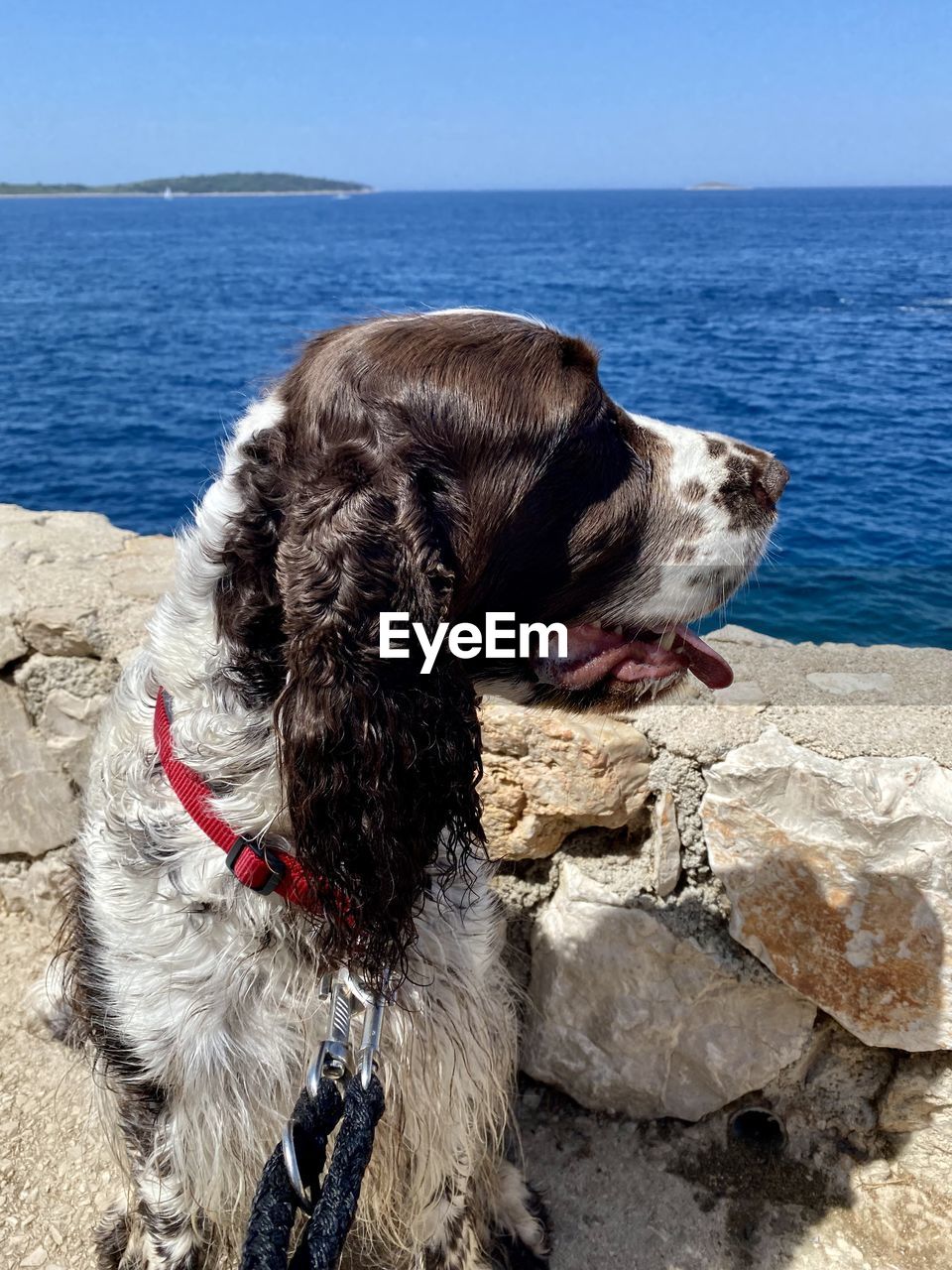 animal, animal themes, one animal, mammal, sea, water, canine, dog, pet, domestic animals, beach, horizon over water, nature, rock, horizon, land, no people, day, sky, carnivore, clear sky, sunlight, outdoors, sticking out tongue, scenics - nature