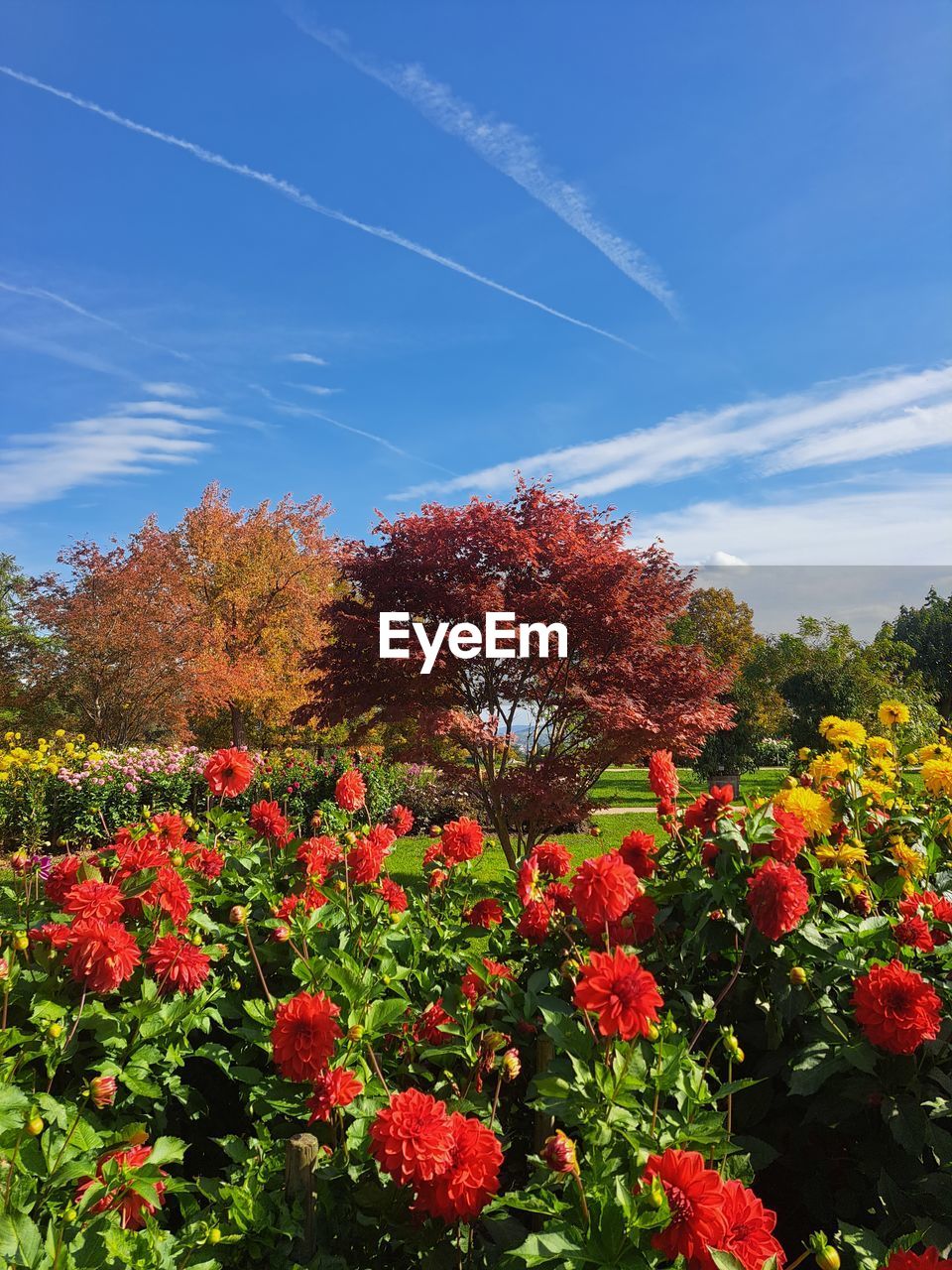 plant, nature, flower, sky, leaf, beauty in nature, tree, low angle view, growth, no people, red, autumn, blue, day, flowering plant, outdoors, cloud, freshness, sunlight, tranquility, scenics - nature