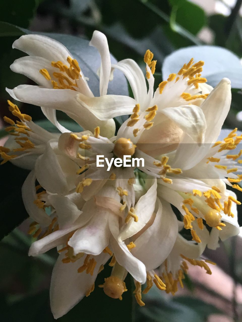 CLOSE-UP OF WHITE FLOWERS ON PLANT