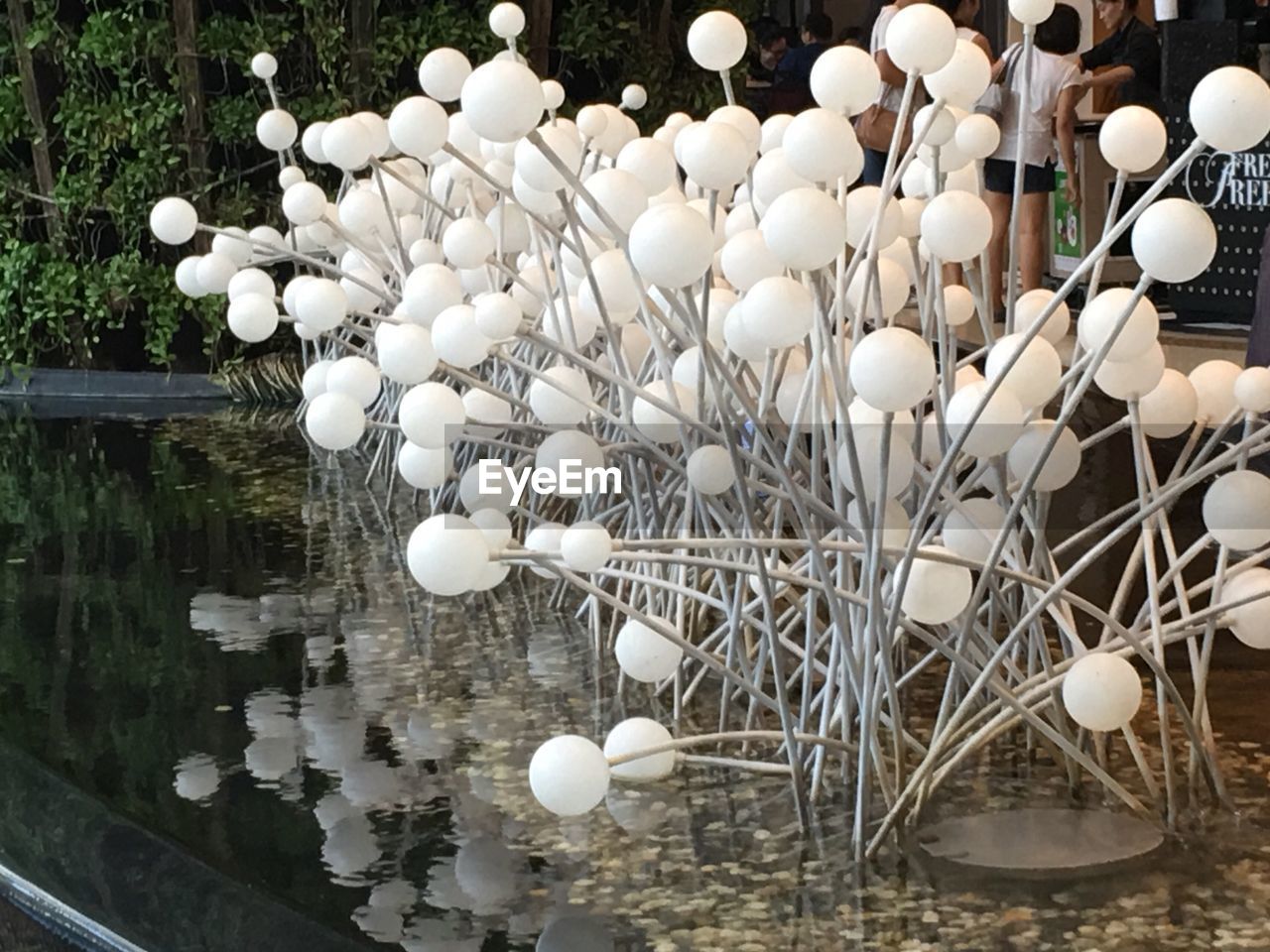 WHITE FLOWERS GROWING ON TREE