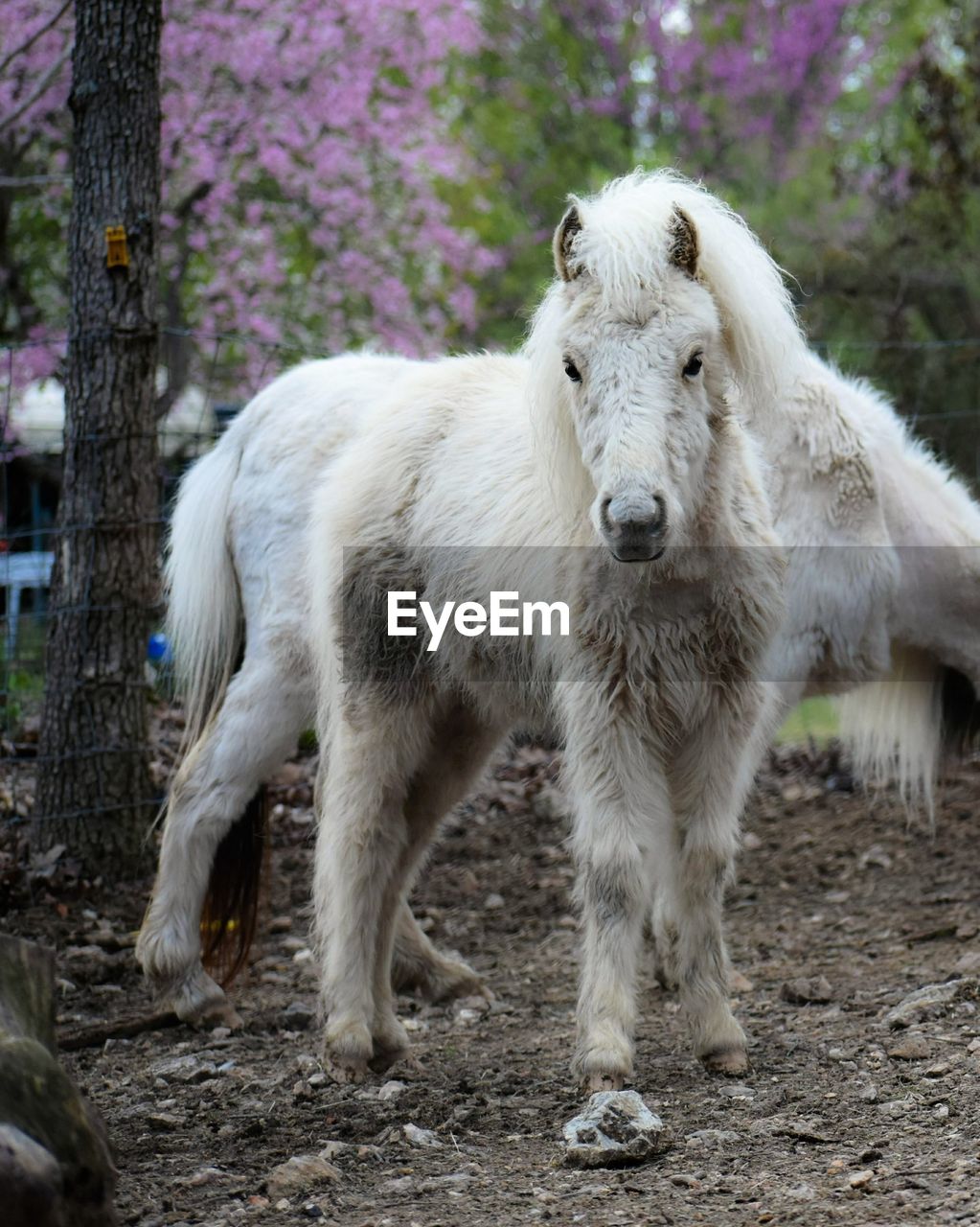 Horse standing in a field