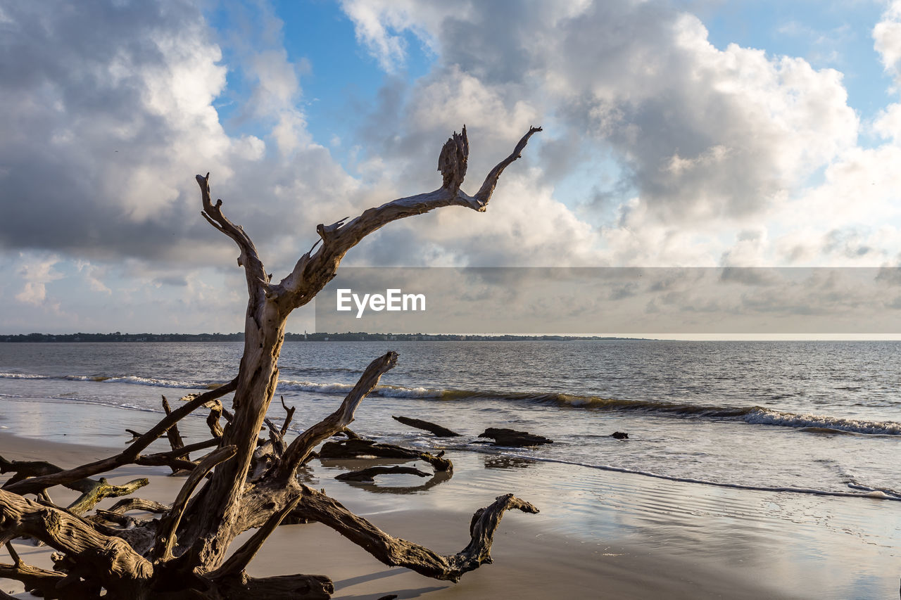 Driftwood at beach against cloudy sky