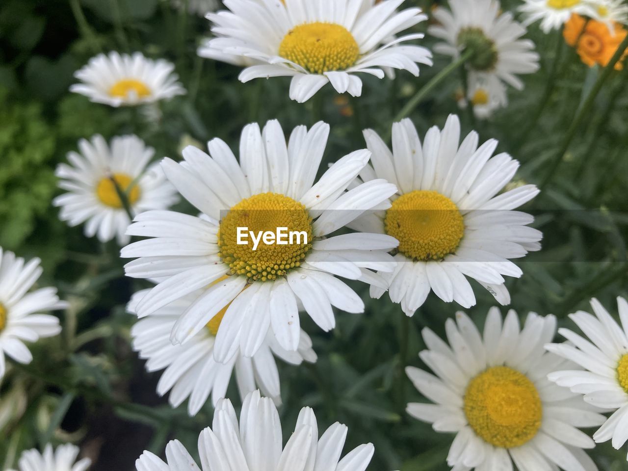 flower, flowering plant, plant, freshness, beauty in nature, flower head, petal, fragility, growth, inflorescence, daisy, close-up, white, nature, pollen, yellow, no people, botany, herb, outdoors, springtime, tanacetum parthenium, focus on foreground, day, blossom, chrysanths