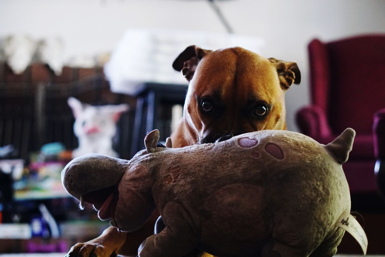 CLOSE-UP PORTRAIT OF DOG LOOKING AT HOME