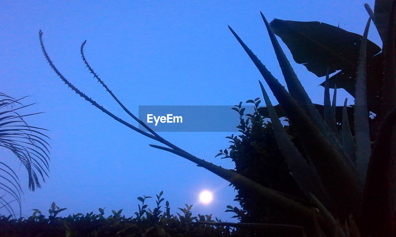 LOW ANGLE VIEW OF SILHOUETTE TREES AGAINST SKY