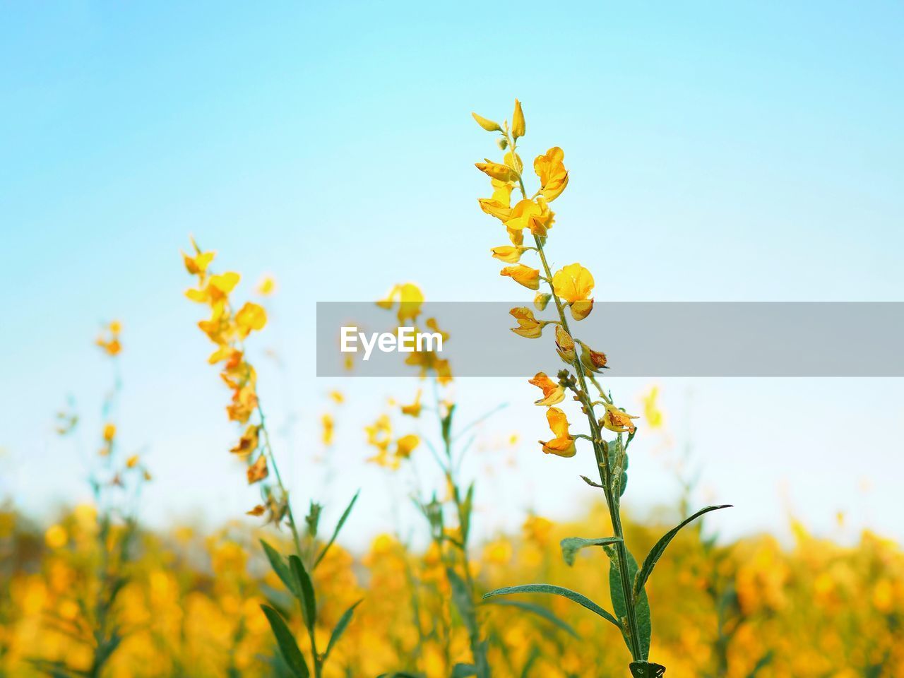 plant, rapeseed, yellow, sky, flower, beauty in nature, nature, flowering plant, freshness, growth, landscape, field, sunlight, blue, agriculture, rural scene, springtime, environment, prairie, meadow, no people, land, vibrant color, crop, clear sky, summer, canola, food, blossom, tranquility, produce, outdoors, copy space, close-up, scenics - nature, food and drink, focus on foreground, sunny, grass, day, grassland, tranquil scene, wildflower, plant part, leaf, idyllic, plain, non-urban scene, tree, multi colored, selective focus, fragility, oilseed rape, sun