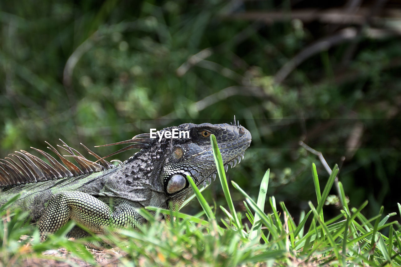 Close-up of lizard on land