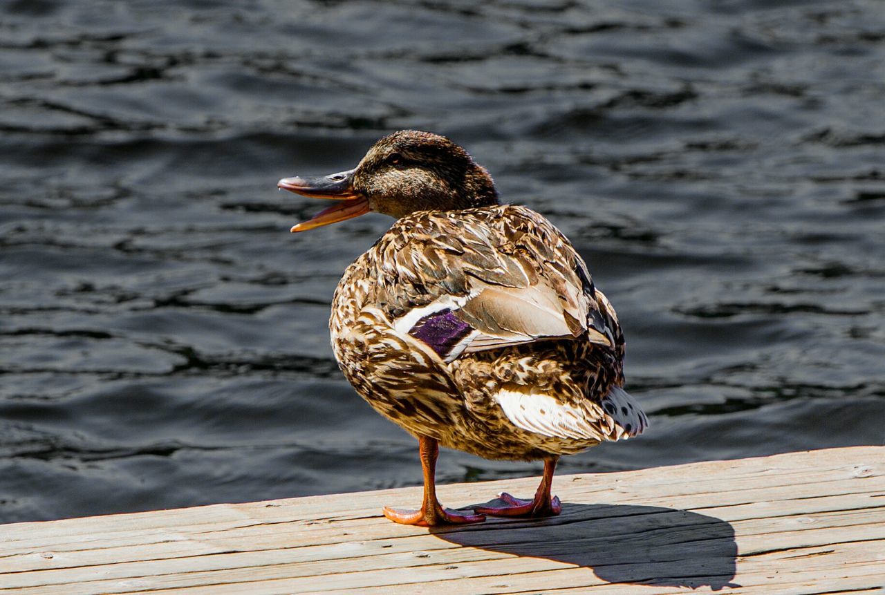 Close-up of bird on wood against lake