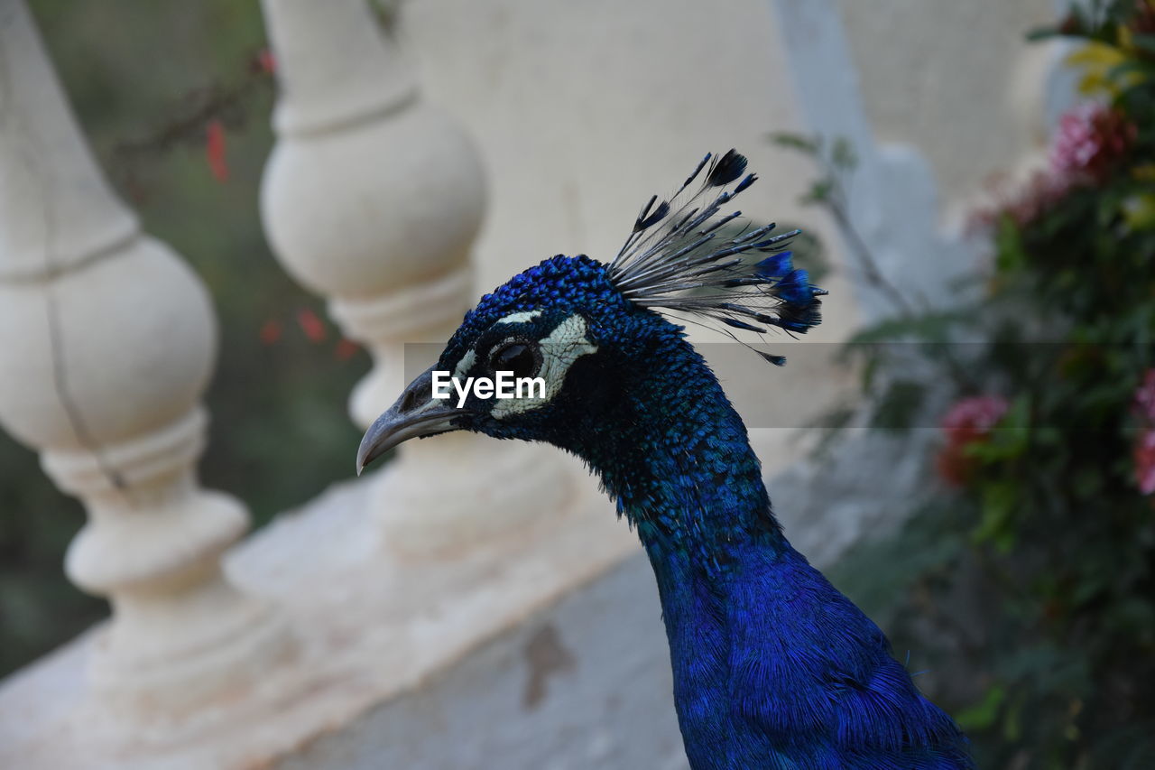 Peacock closeup in the garden