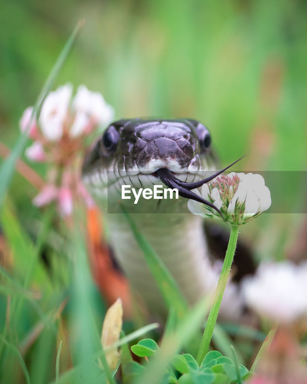 Close-up of an eastern rat snake in the grass. 