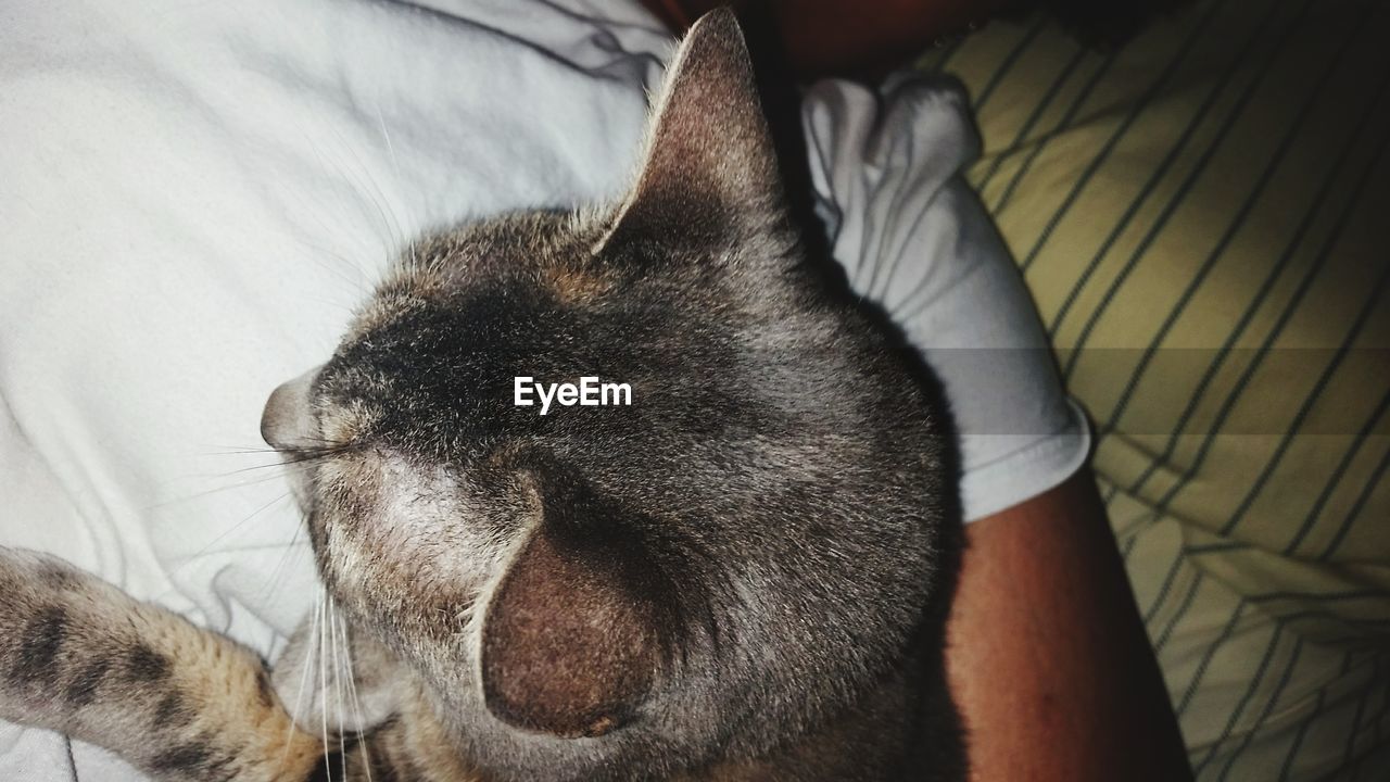 CLOSE-UP OF DOG SLEEPING ON BLANKET