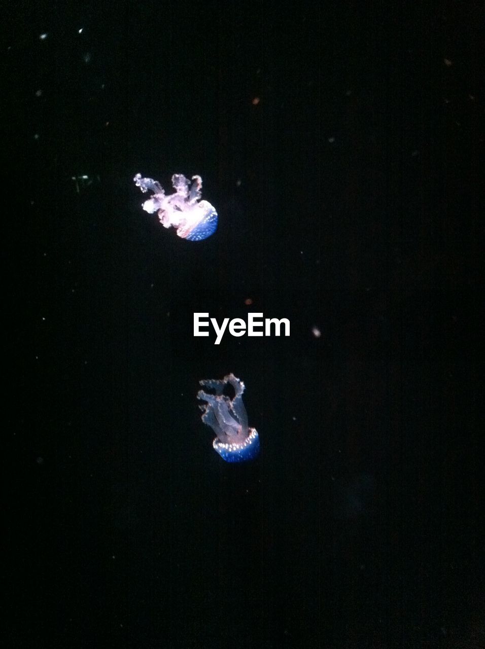 CLOSE-UP OF JELLYFISH SWIMMING IN WATER AT NIGHT