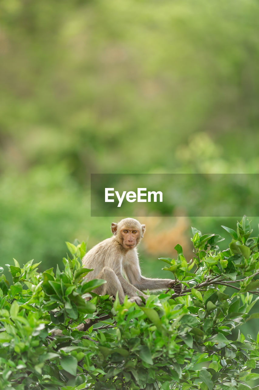 MONKEY SITTING IN A GREEN PLANT