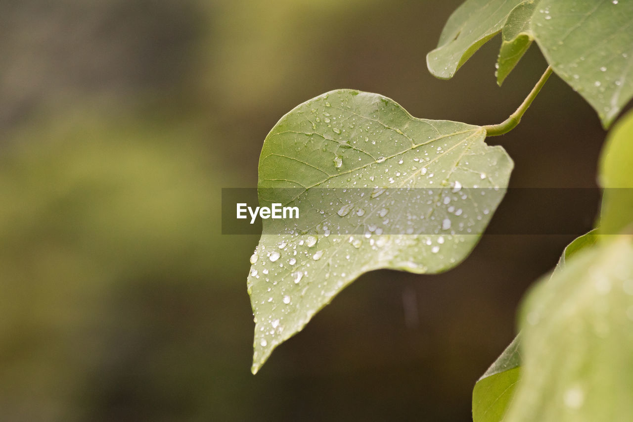 Close-up of raindrops on leaves