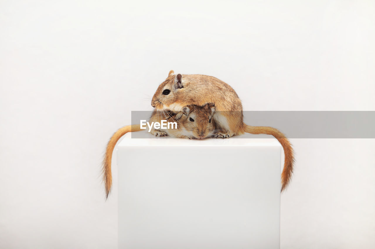 Gerbils on seat against white background