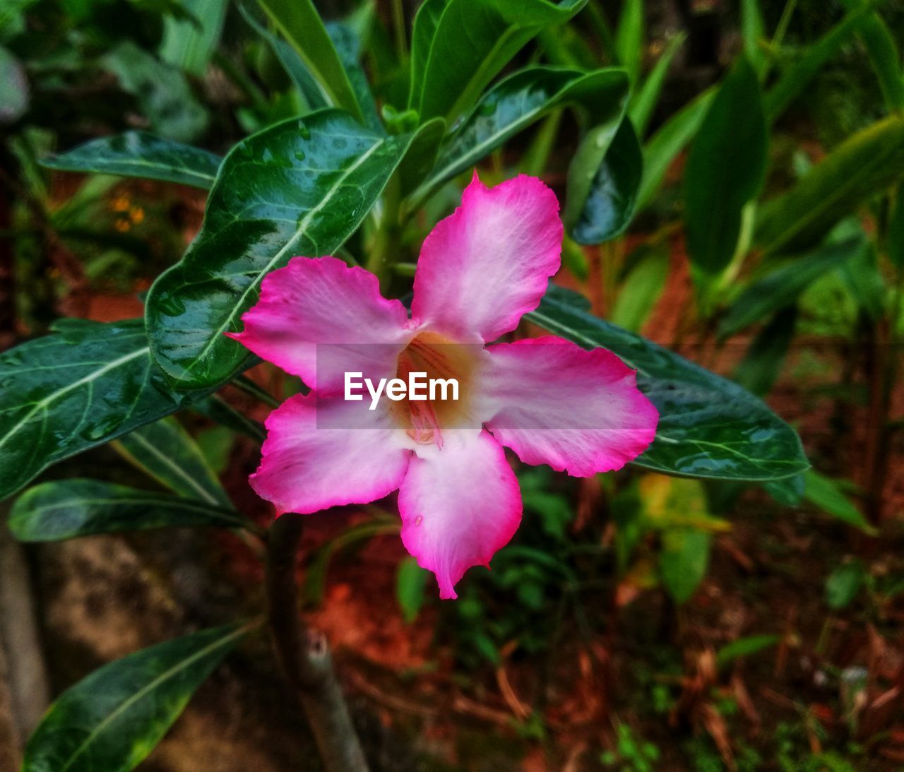 CLOSE-UP OF PINK FLOWERING PLANTS