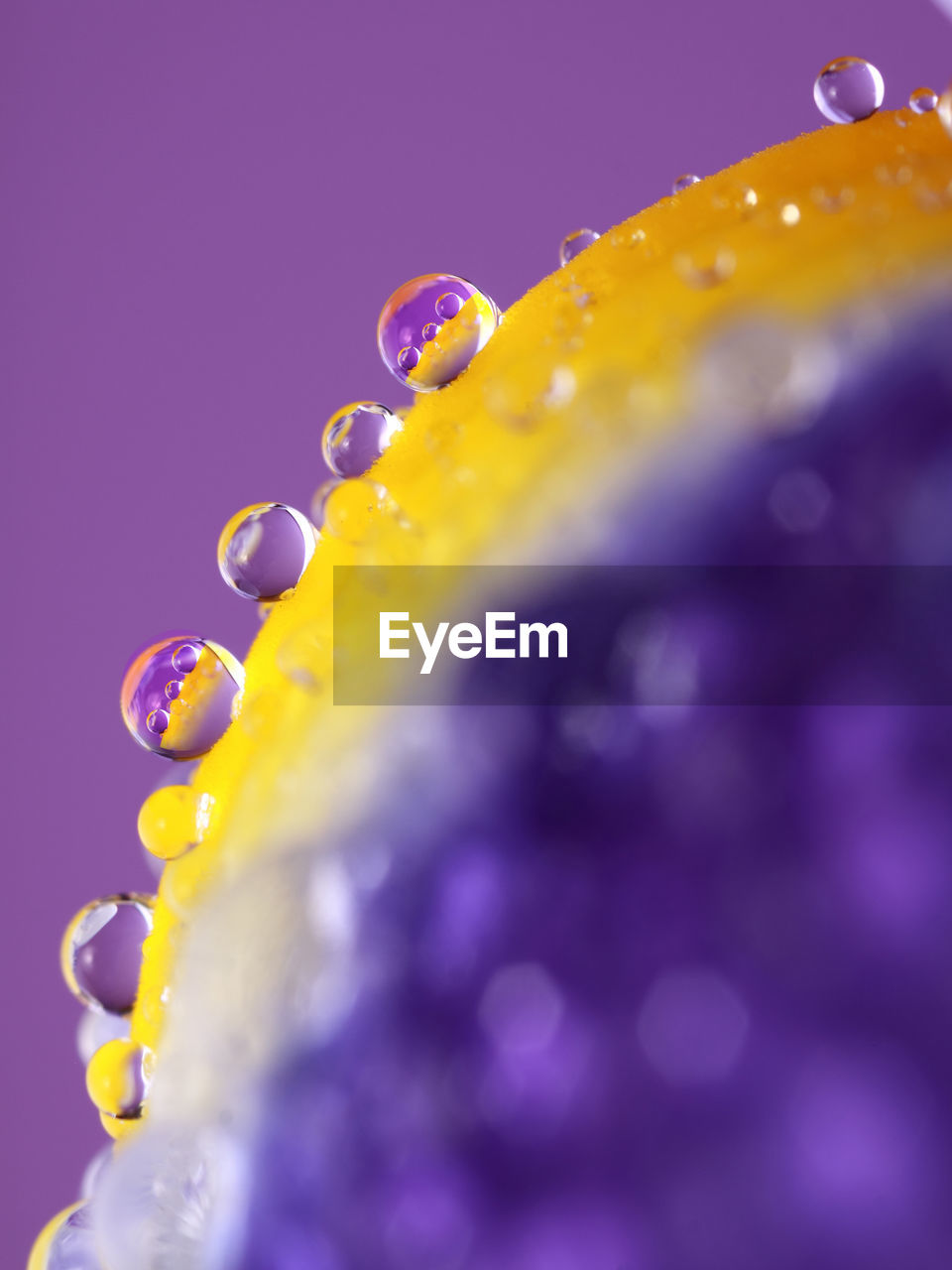 Close-up of wet lemon over purple background