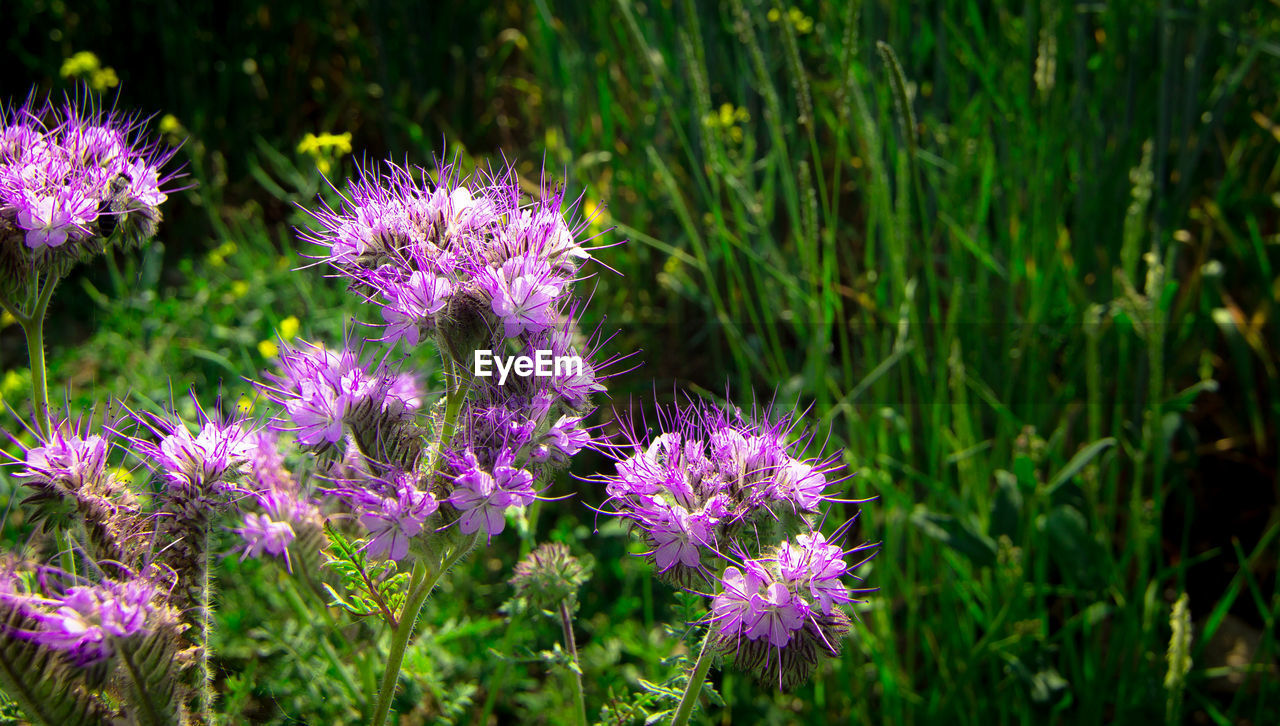 Close-up of purple flowers blooming on field