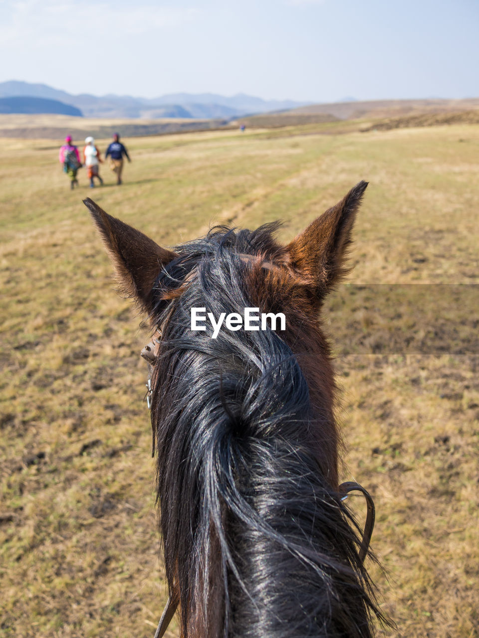 Close-up of horse on field against sky