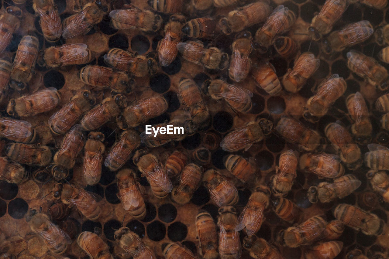 Full frame shot of bees on beehive