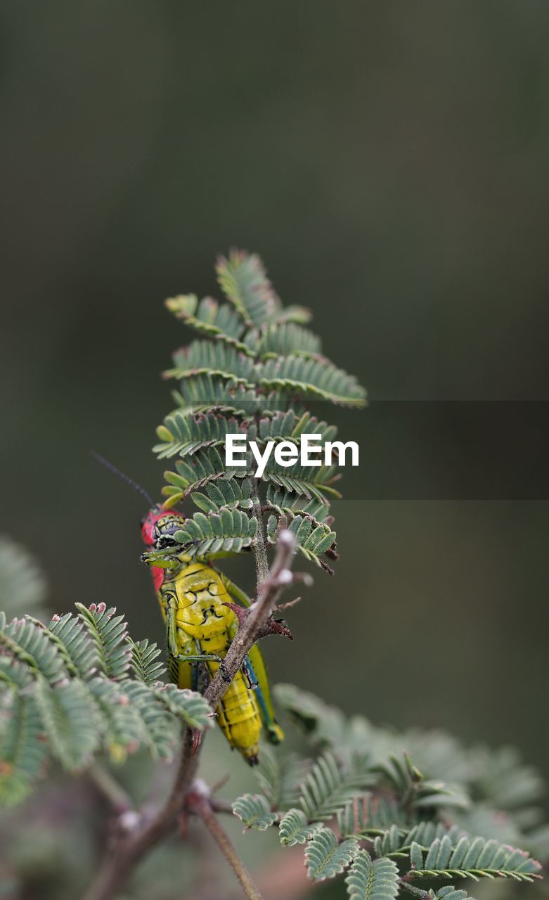 Close-up of insect on plant