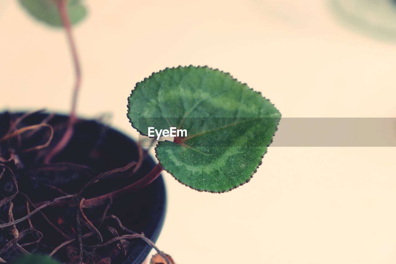 CLOSE-UP OF GREEN LEAVES ON PLANT