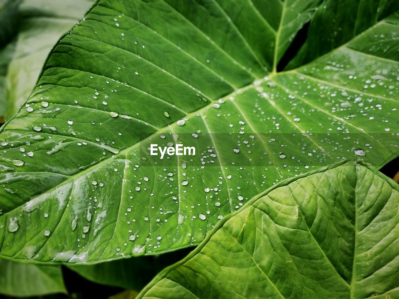 Droplets on green leaves