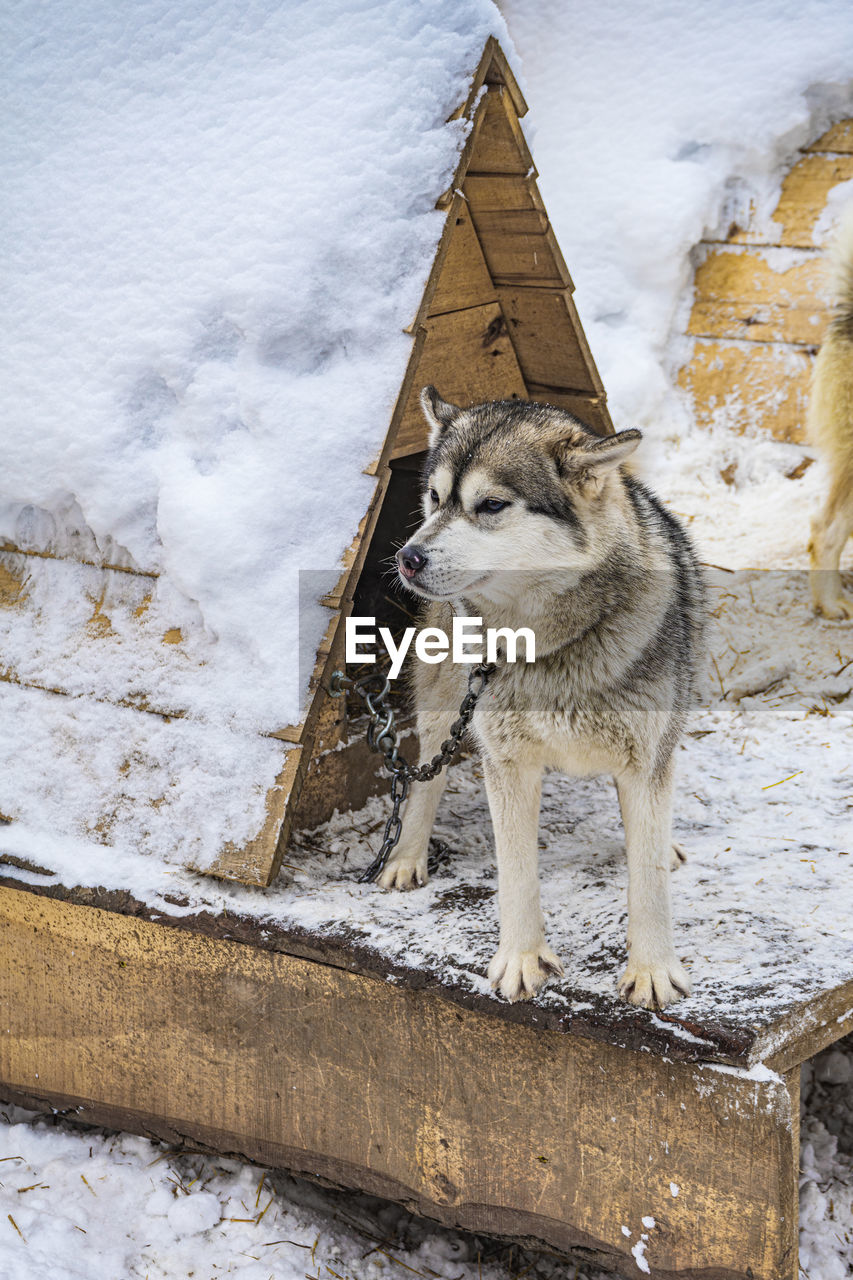 Dog on snow covered field