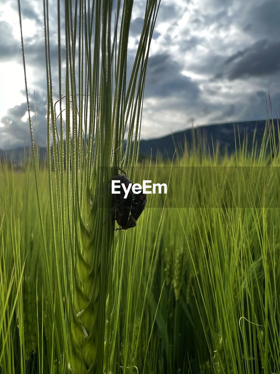 grass, plant, cloud, sky, green, paddy field, nature, field, growth, agriculture, land, beauty in nature, cereal plant, landscape, grassland, crop, prairie, rural scene, meadow, flower, no people, environment, sunlight, day, tranquility, wheatgrass, barley, scenics - nature, outdoors, wheat, tranquil scene, tree, food, hierochloe, hordeum, triticale, farm