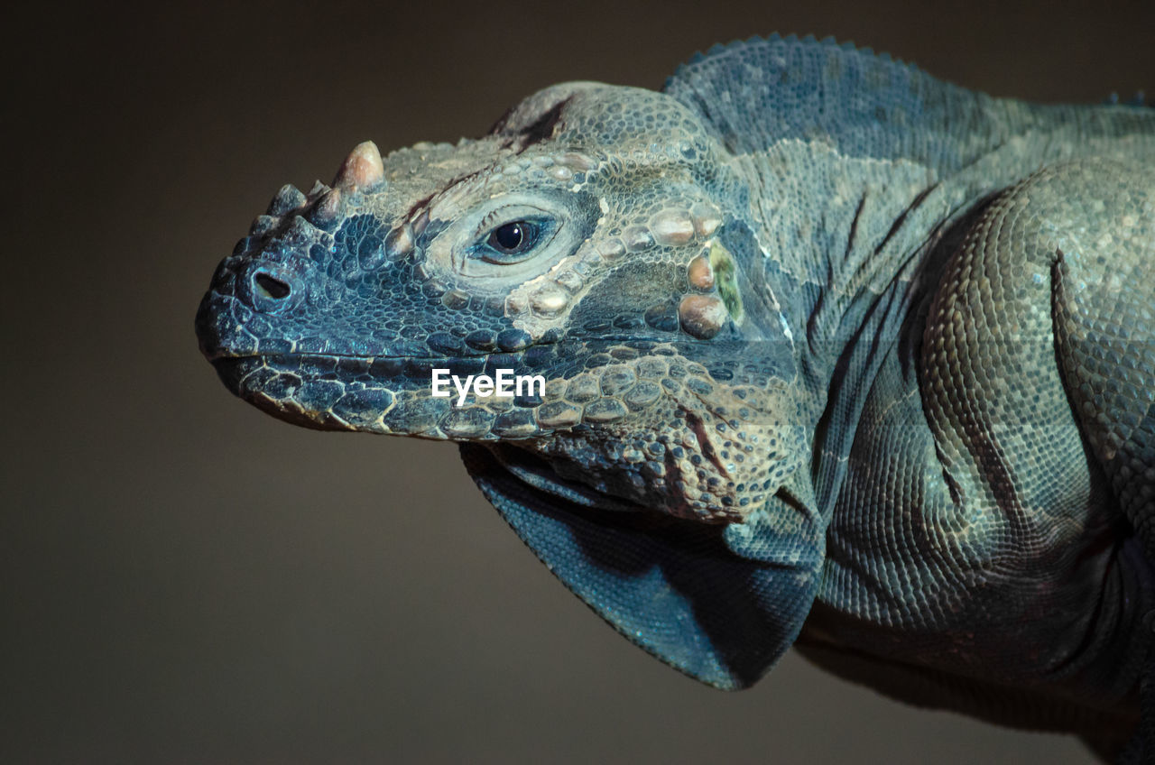 Close-up of iguana